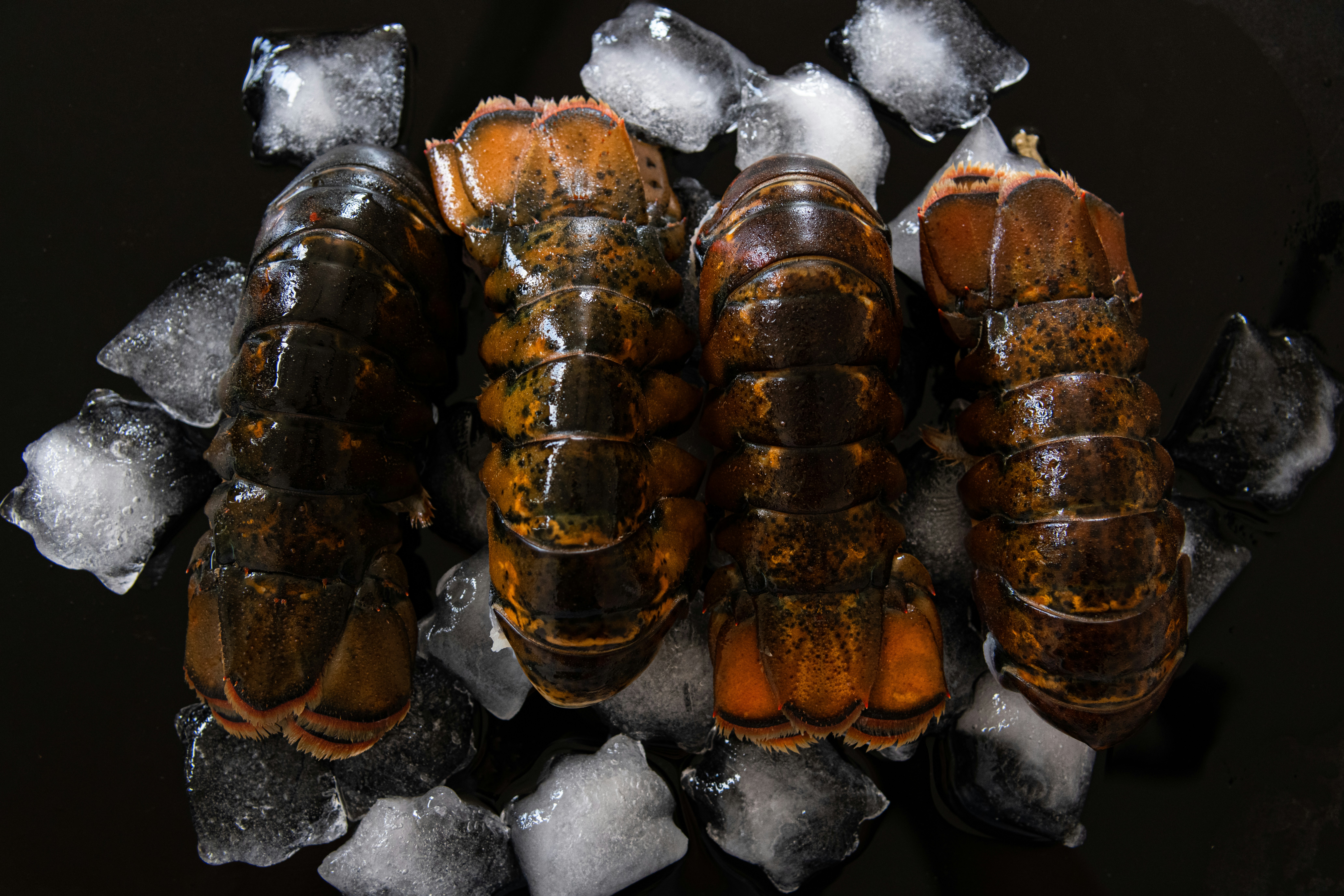 Fresh raw lobster tails on ice ready for garlic butter grilled lobster tails recipe on a Lion grill